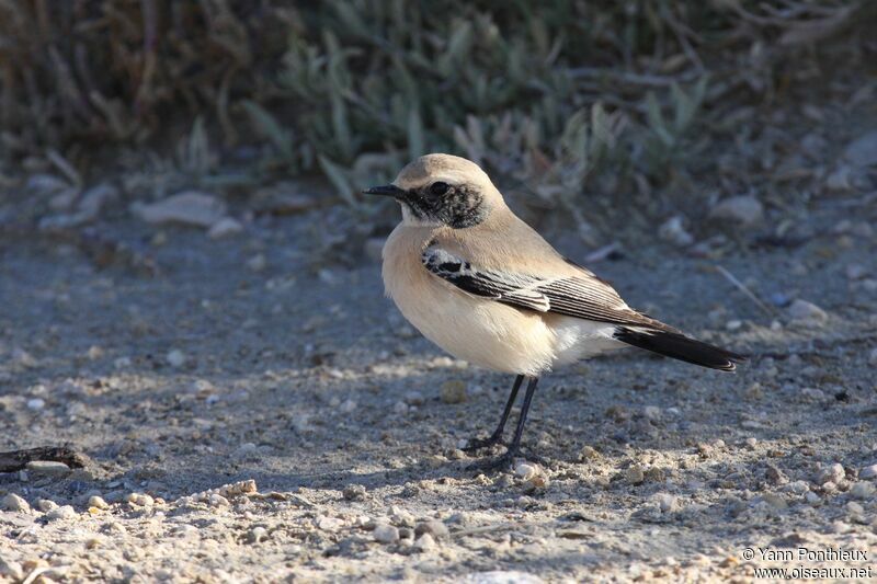 Desert Wheatear male