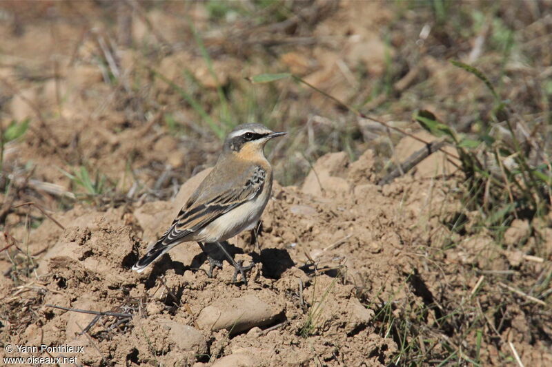 Northern Wheatear male