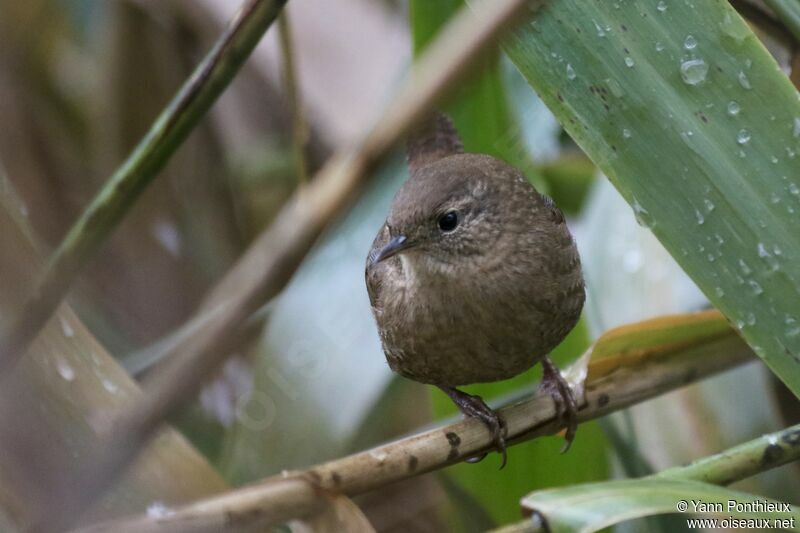 Winter Wren