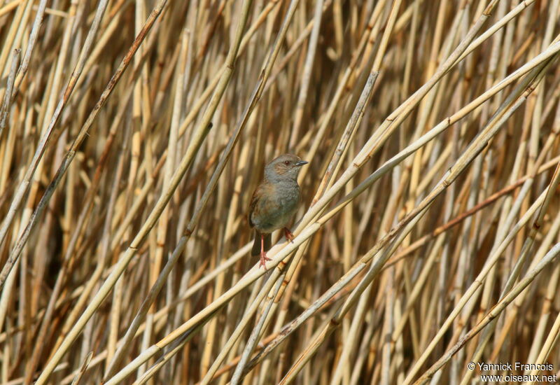 Dunnockadult, habitat