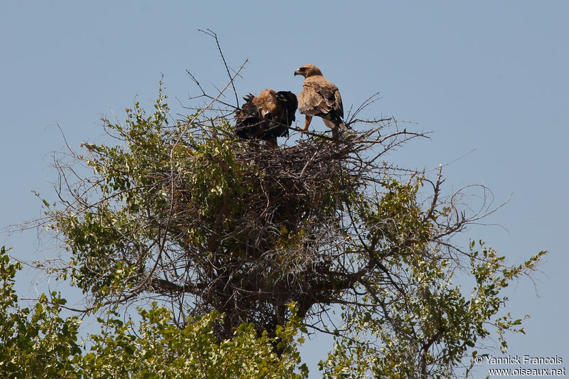 Tawny Eagleadult, habitat, Reproduction-nesting