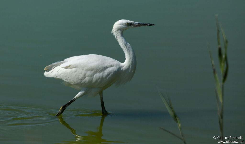Little Egretadult, identification, aspect