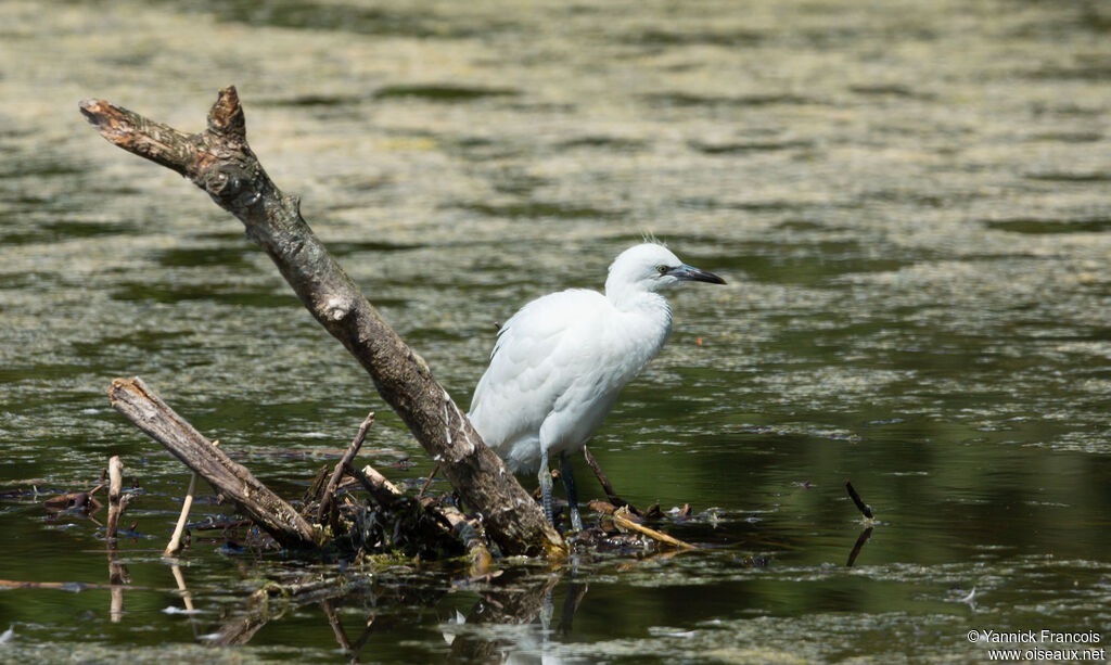 Aigrette garzette, habitat, composition