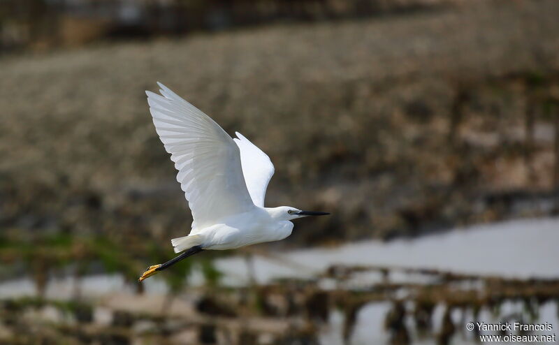 Aigrette garzetteadulte, composition, Vol