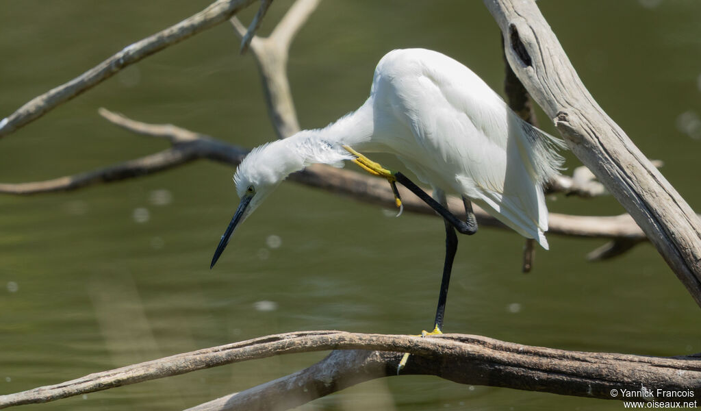 Aigrette garzetteadulte internuptial, identification, composition