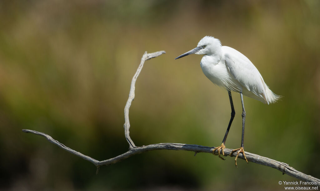 Aigrette garzetteadulte internuptial, identification, composition