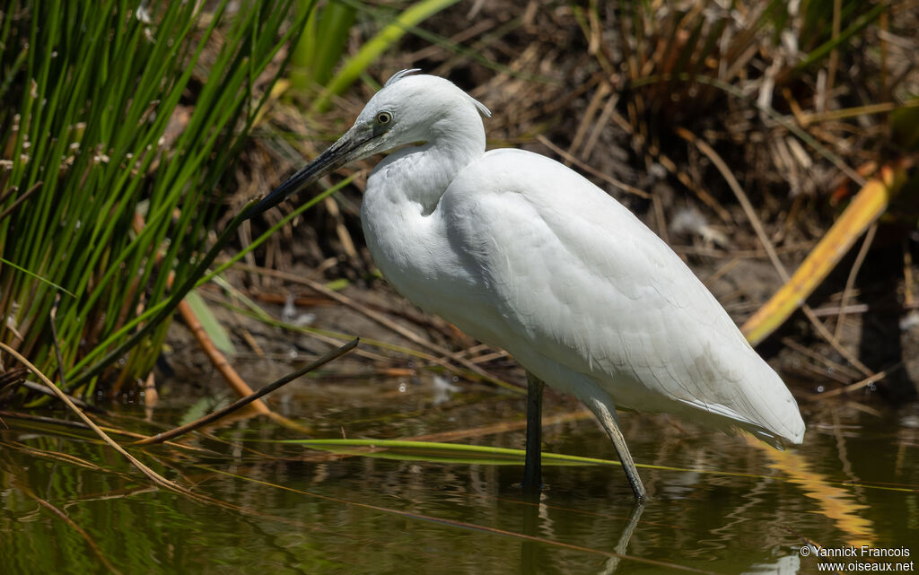 Aigrette garzetteadulte internuptial, identification, composition
