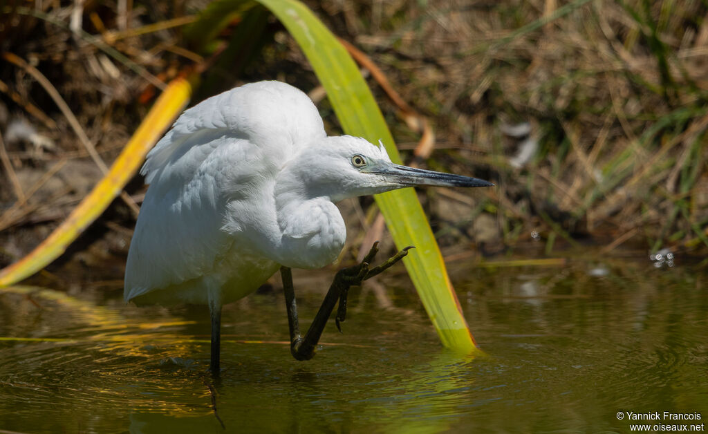 Aigrette garzetteadulte internuptial, identification, composition