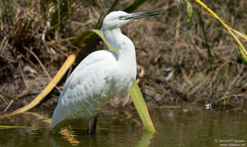 Aigrette garzetteadulte internuptial, identification, composition