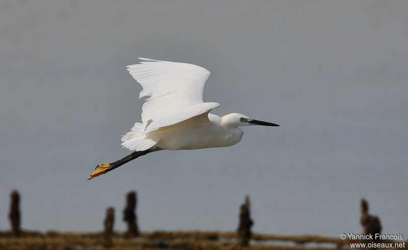 Little Egretadult, aspect, Flight