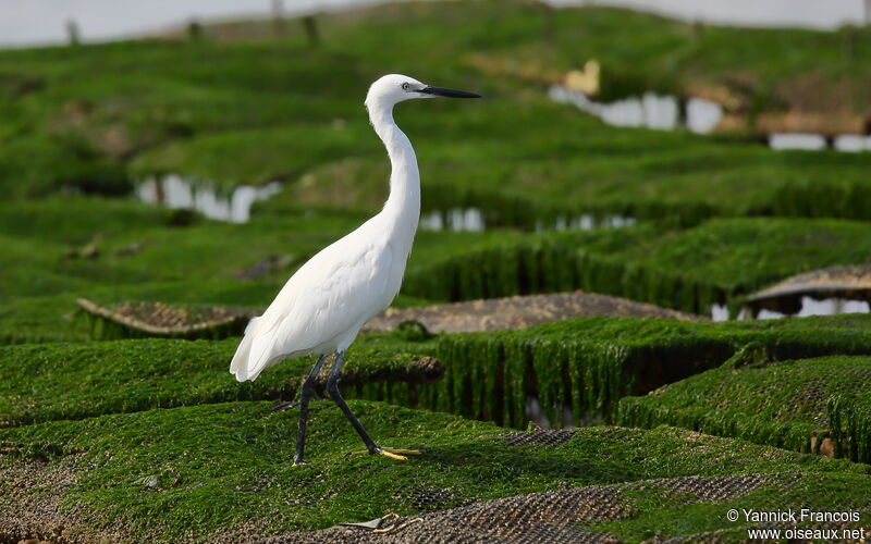 Little Egretadult, identification, aspect, walking