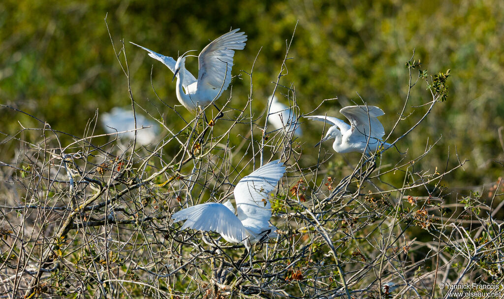 Little Egretadult, habitat, aspect