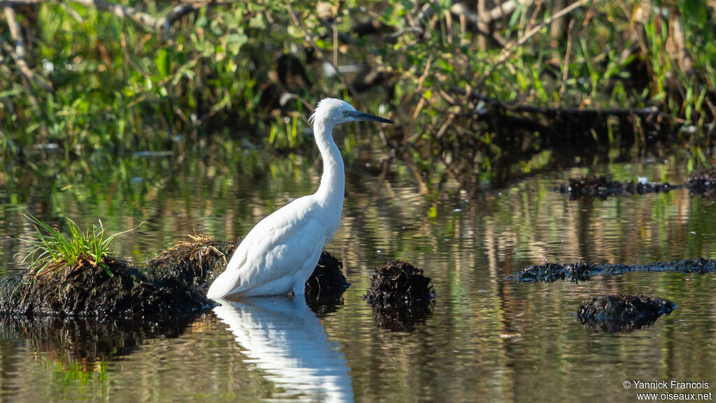 Little Egretadult, habitat, aspect