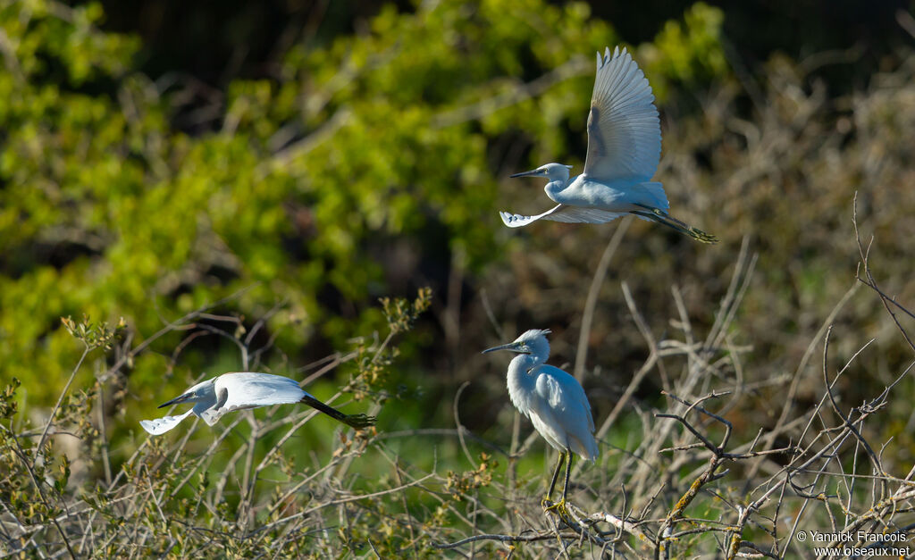 Little Egretadult, aspect, Flight