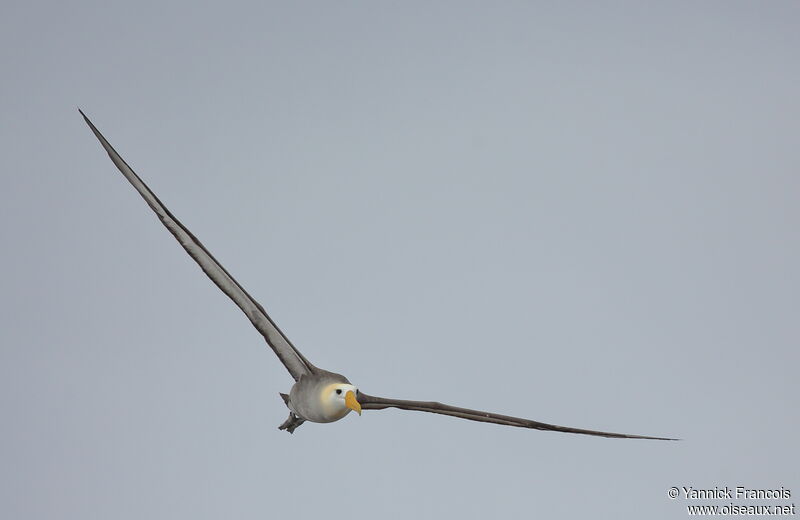 Albatros des Galapagosadulte, composition, Vol