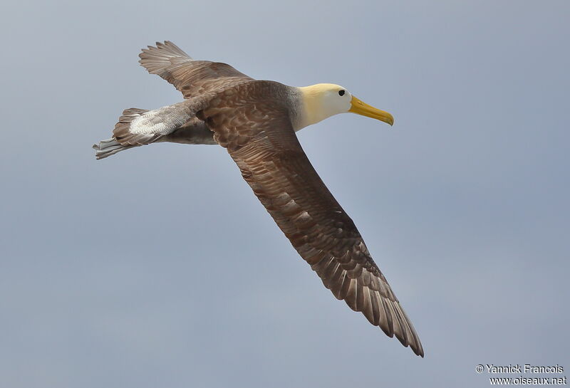 Albatros des Galapagosadulte, composition, Vol