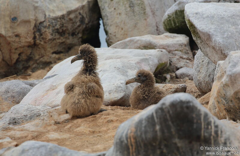 Albatros des GalapagosPoussin, habitat