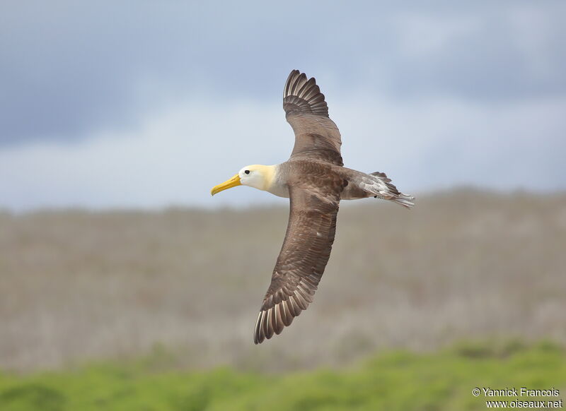 Albatros des Galapagosadulte, composition, Vol