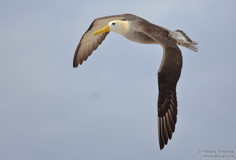 Waved Albatrossadult, aspect, Flight