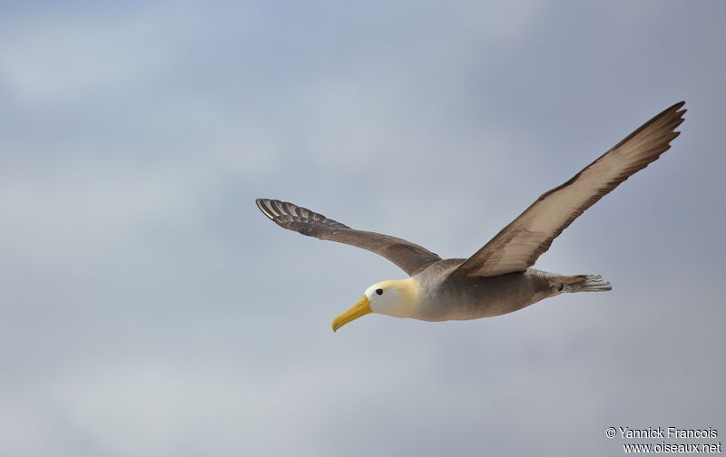 Albatros des Galapagosadulte, composition, Vol