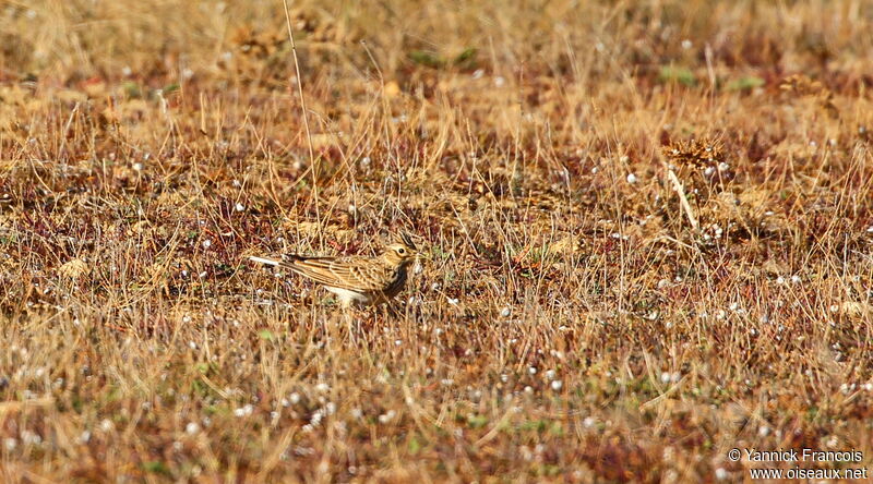 Alouette des champsadulte, habitat, composition