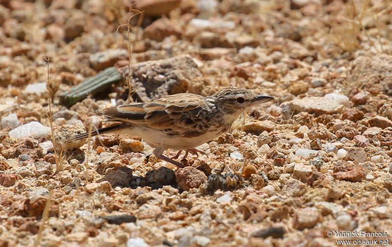 Alouette sabotaadulte, identification, composition