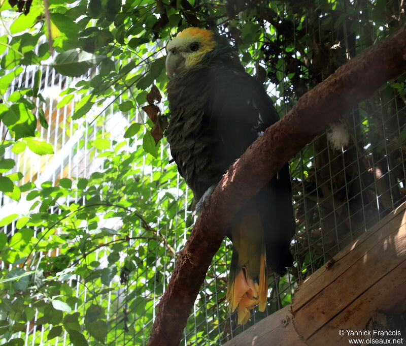 St. Vincent Amazonadult, identification, aspect