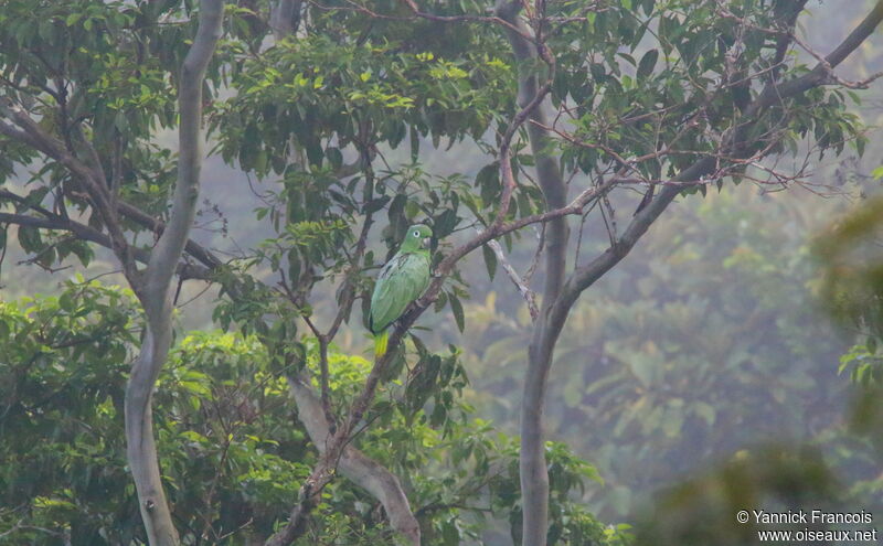 Amazone poudréeadulte, habitat, composition