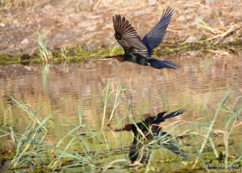 African Darteradult, aspect, Flight