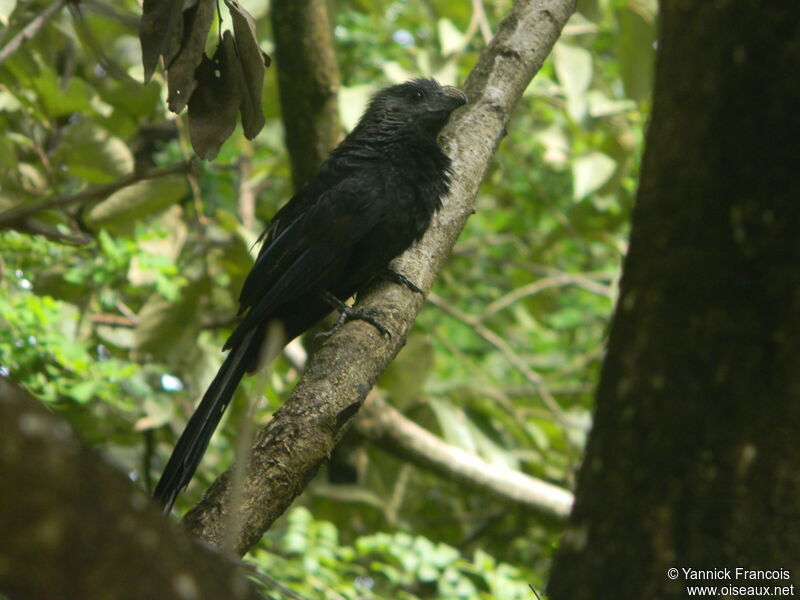 Groove-billed Ani, identification, aspect