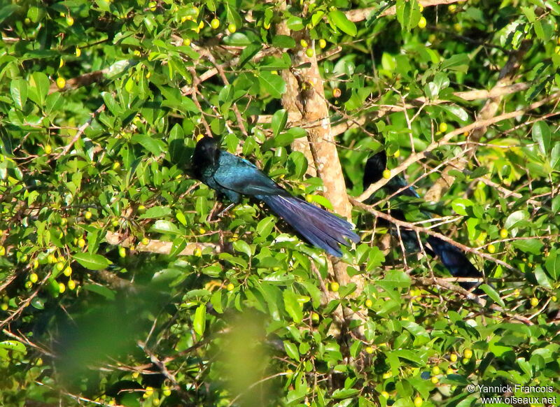 Ani des palétuviersadulte, habitat