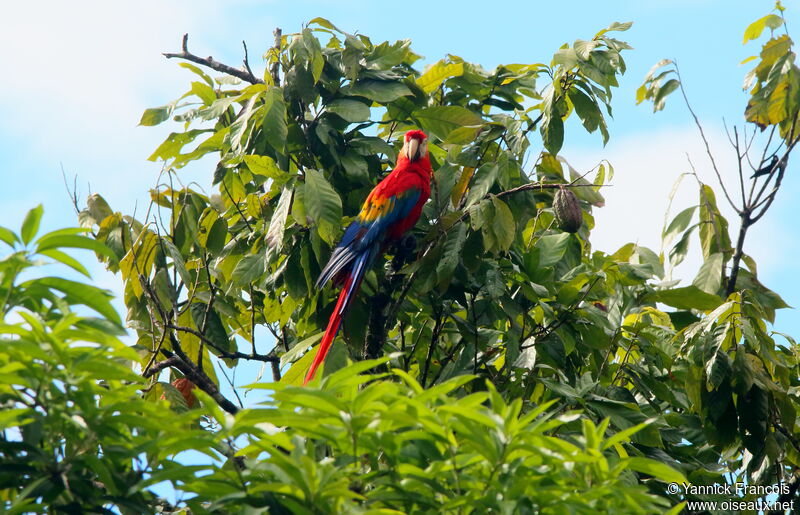 Ara rougeadulte, habitat, composition