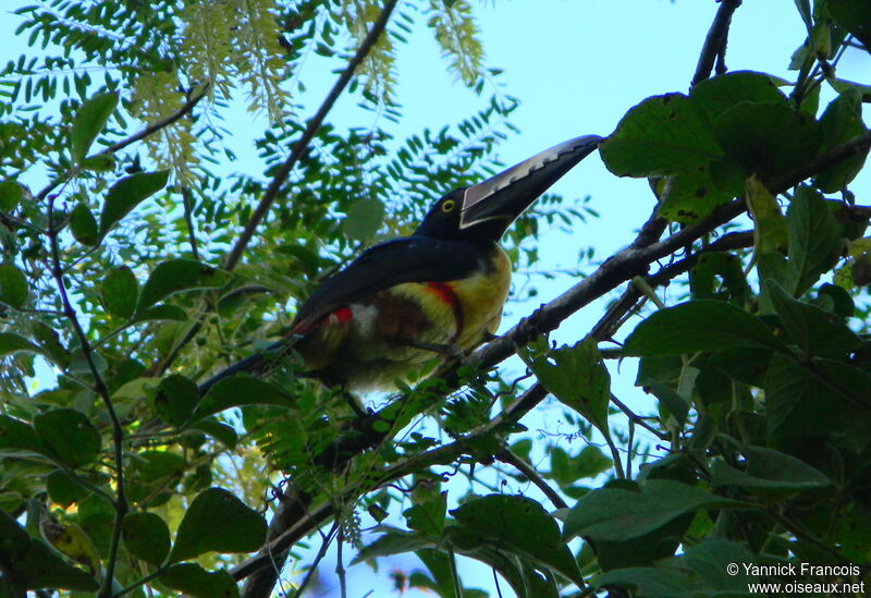 Collared Aracariadult, identification, aspect