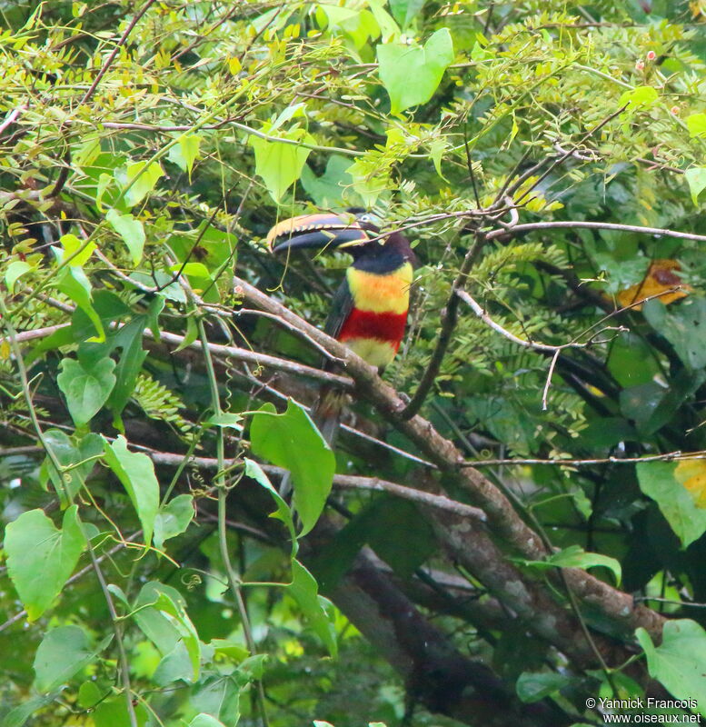 Araçari à oreillons rouxadulte, habitat, composition