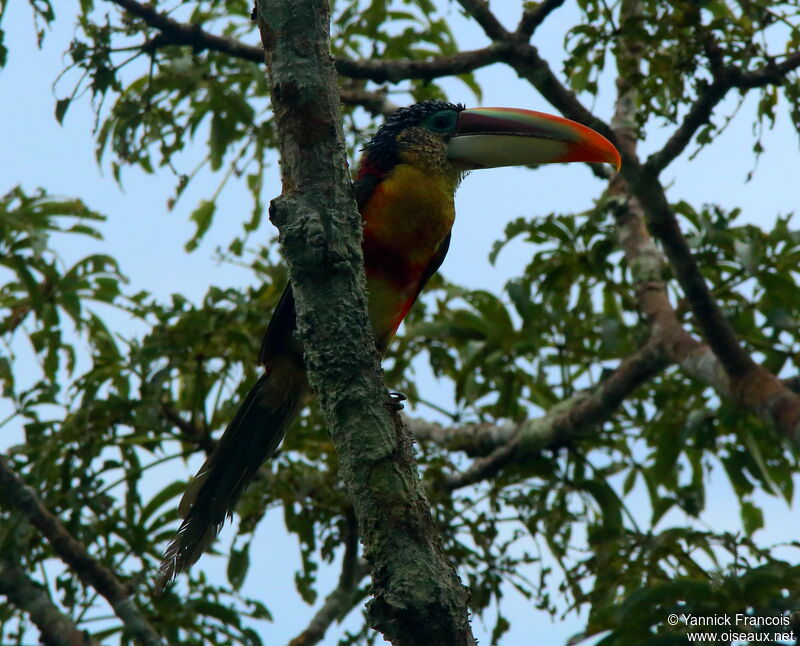 Araçari de Beauharnaisadulte, identification, composition