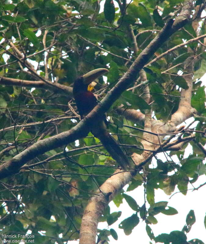 Araçari de Mariaimmature, habitat