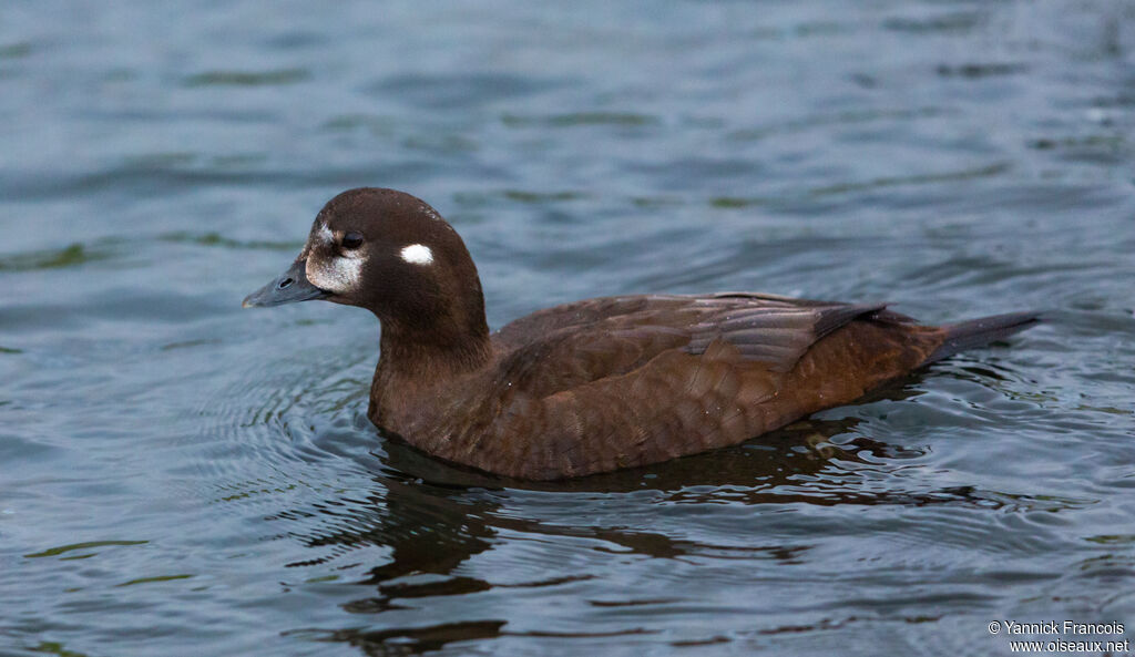 Arlequin plongeur femelle adulte, identification, composition, nage