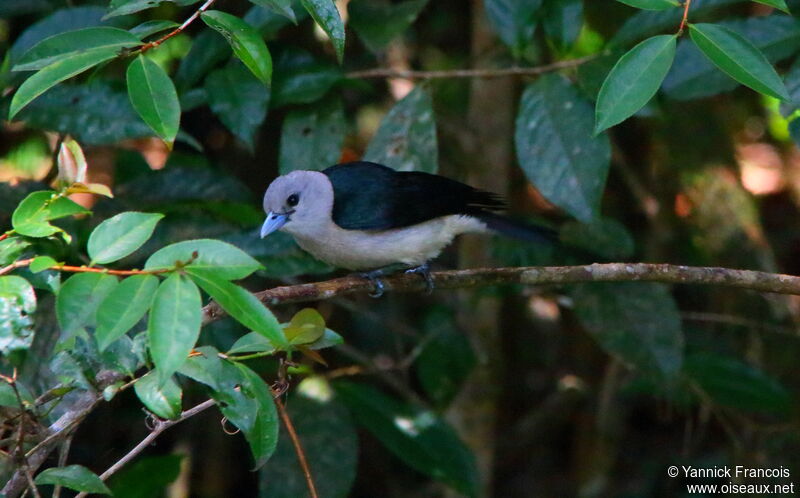 White-headed Vanga female adult, habitat