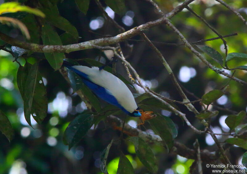 Madagascar Blue Vangaadult, habitat, fishing/hunting