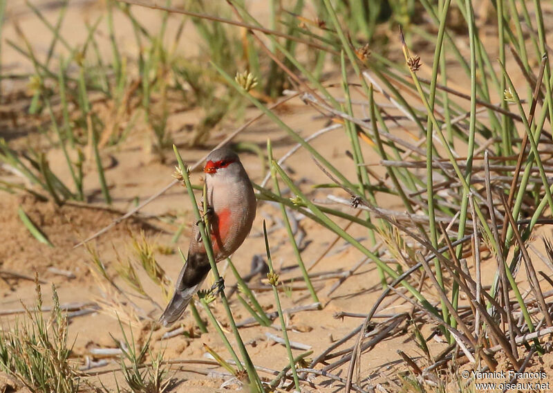 Common Waxbill male adult, habitat, aspect, eats