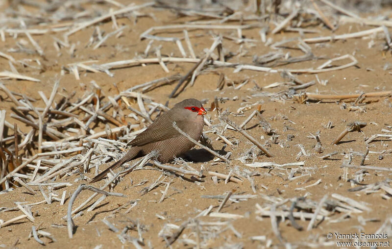 Astrild ondulé femelle adulte, habitat, composition, mange