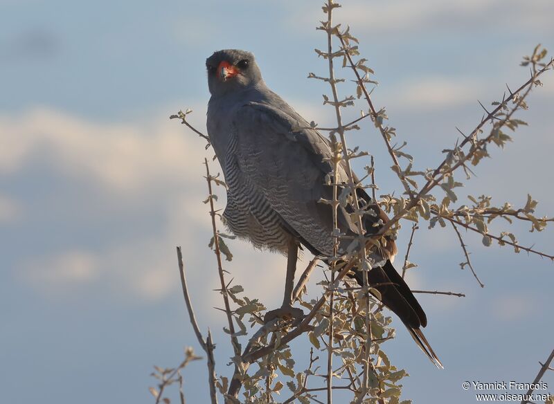 Autour chanteuradulte, identification, composition