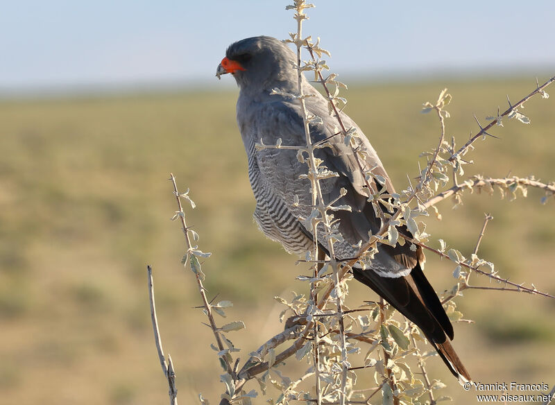 Autour chanteuradulte, identification, composition