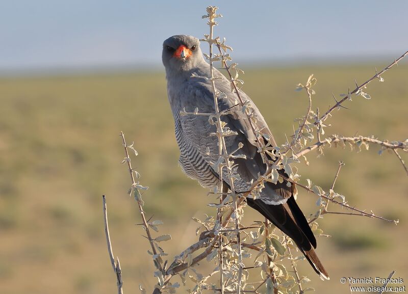 Autour chanteuradulte, identification, composition