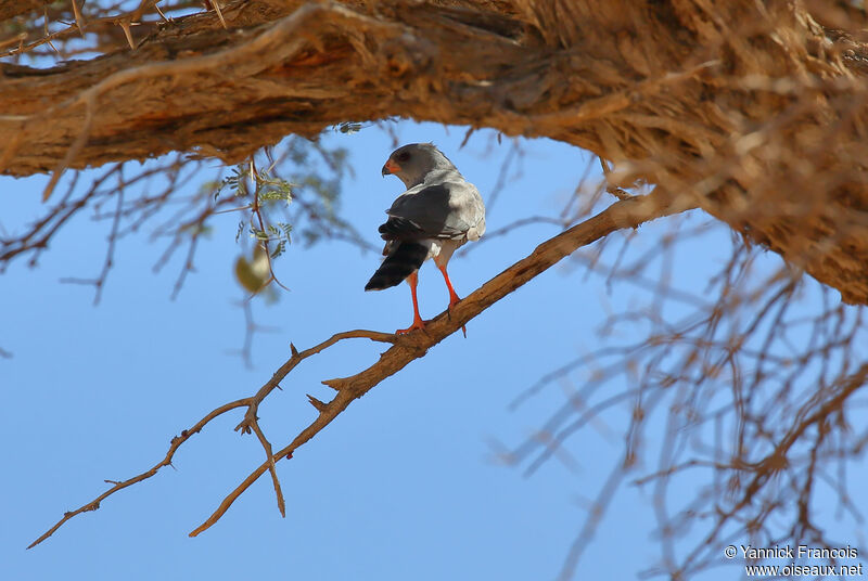 Gabar Goshawkadult, habitat, aspect