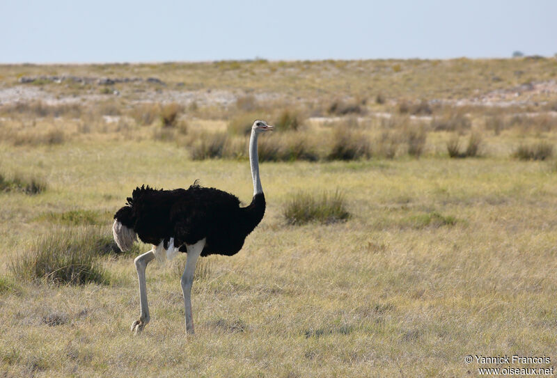 Autruche d'Afrique mâle adulte, habitat, composition, marche