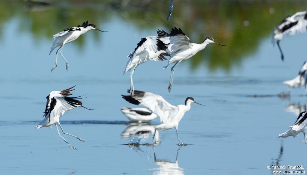 Pied Avocetadult, habitat