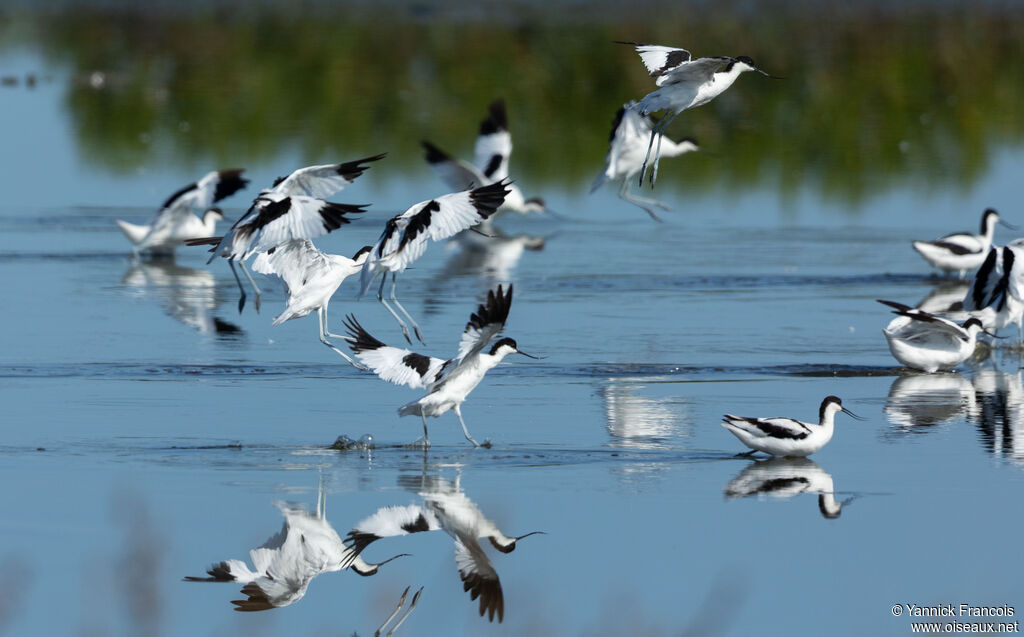 Avocette éléganteadulte, Vol