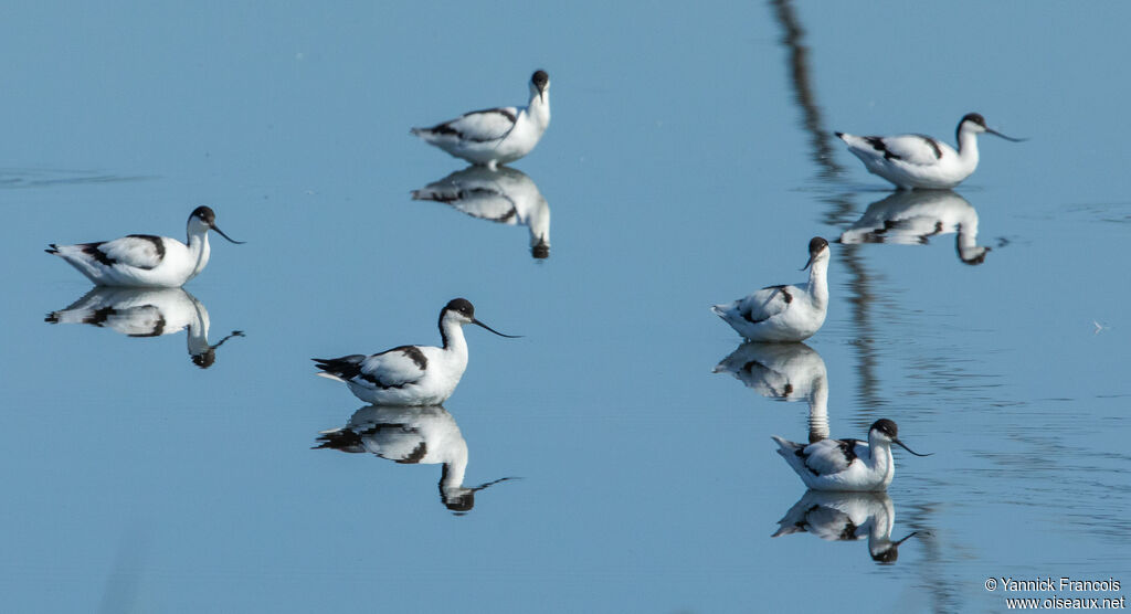 Pied Avocetadult, habitat