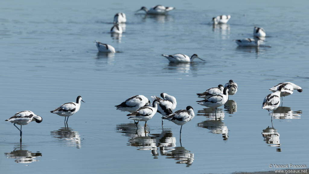 Avocette éléganteadulte, habitat